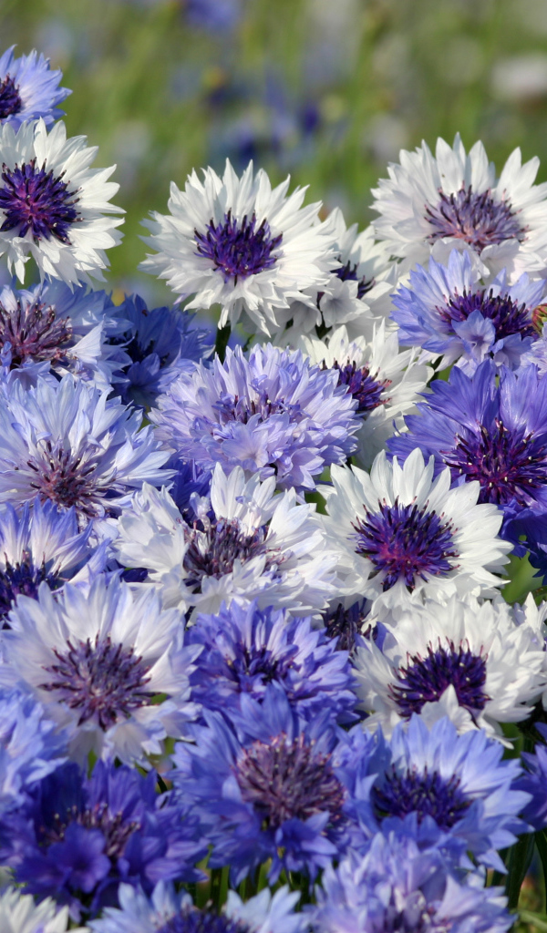 Нежные голубые полевые васильки крупным планом