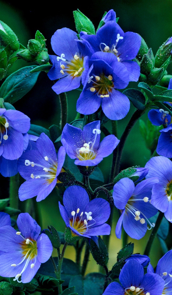 Нежные синие мелкие цветы незабудки 