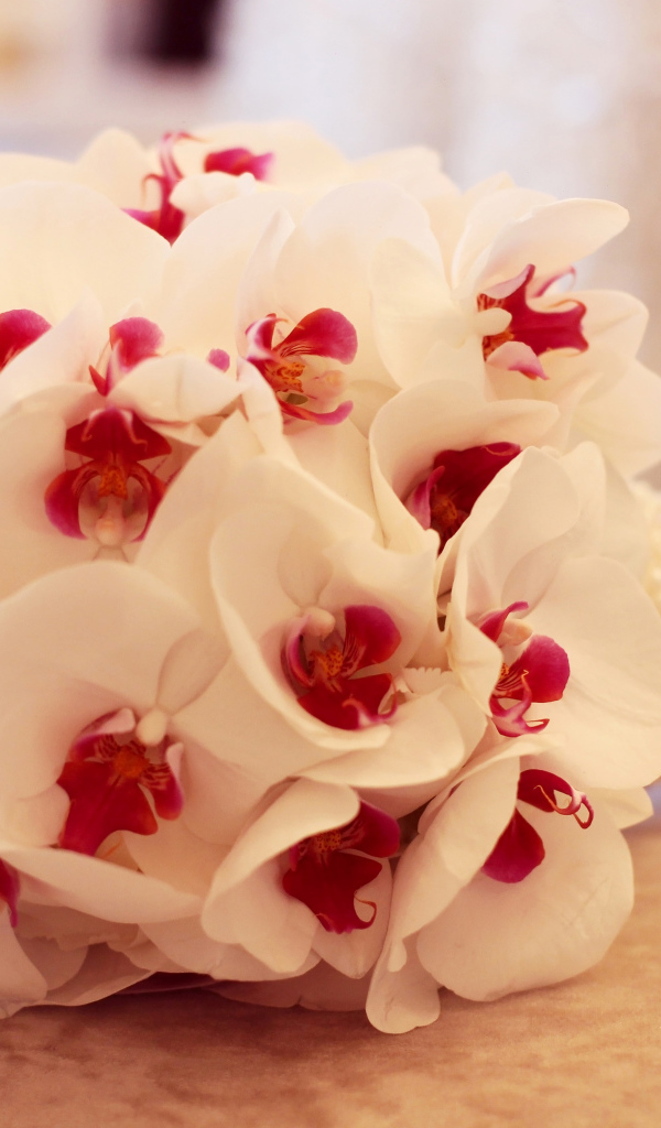 Нежный букет белой орхидеи