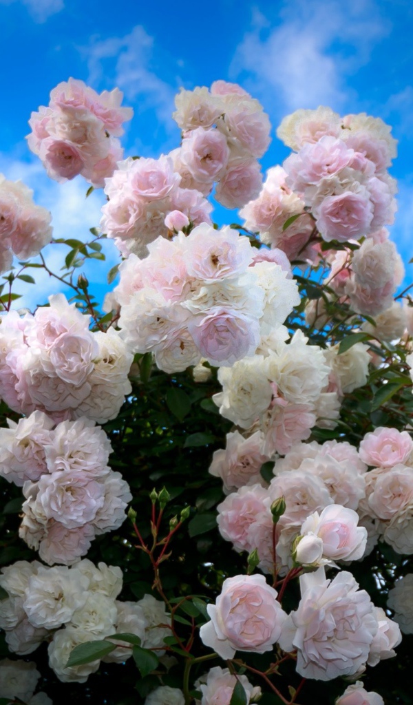 Нежный куст розовых роз на фоне голубого неба 