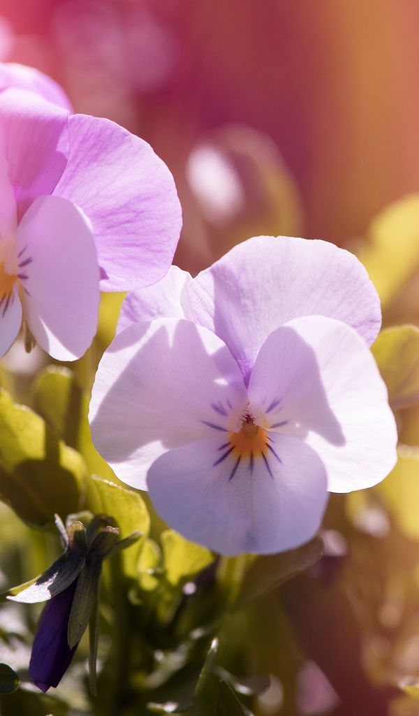 Нежные цветы Анютины глазки в лучах солнца