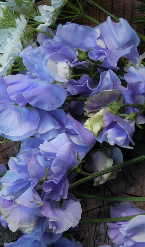 Нежные цветы душистый горошек на пне 