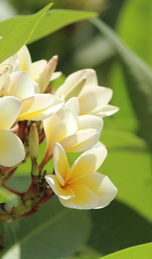 Нежные цветы тропического дерева плюмерия 