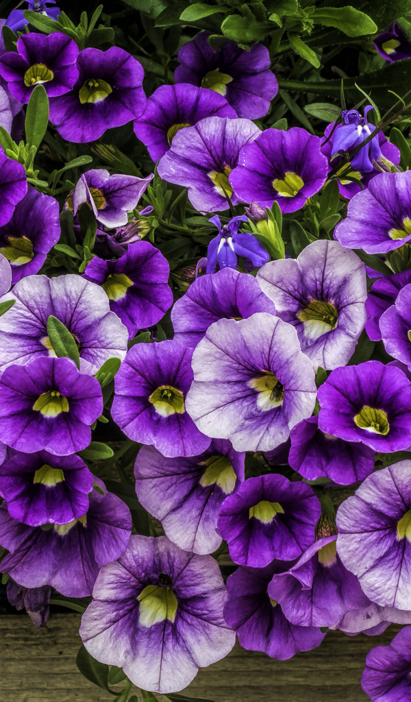 Нежные сиреневые садовые цветы петуния