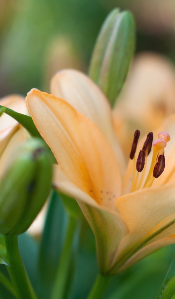 Нежные лилии с бутонами крупным планом