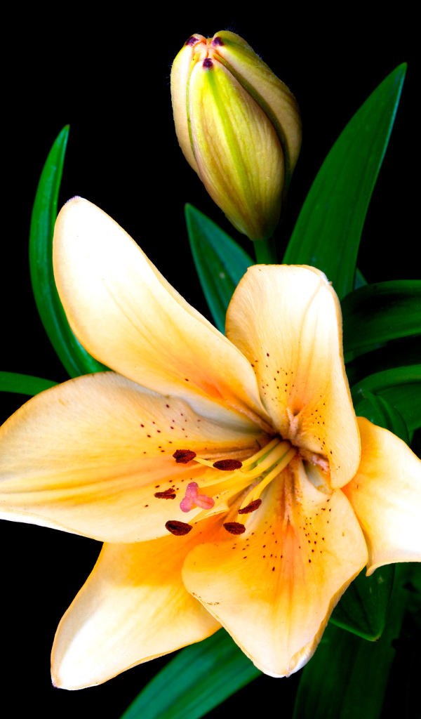 Нежные лилии с бутонами на черном фоне крупным планом