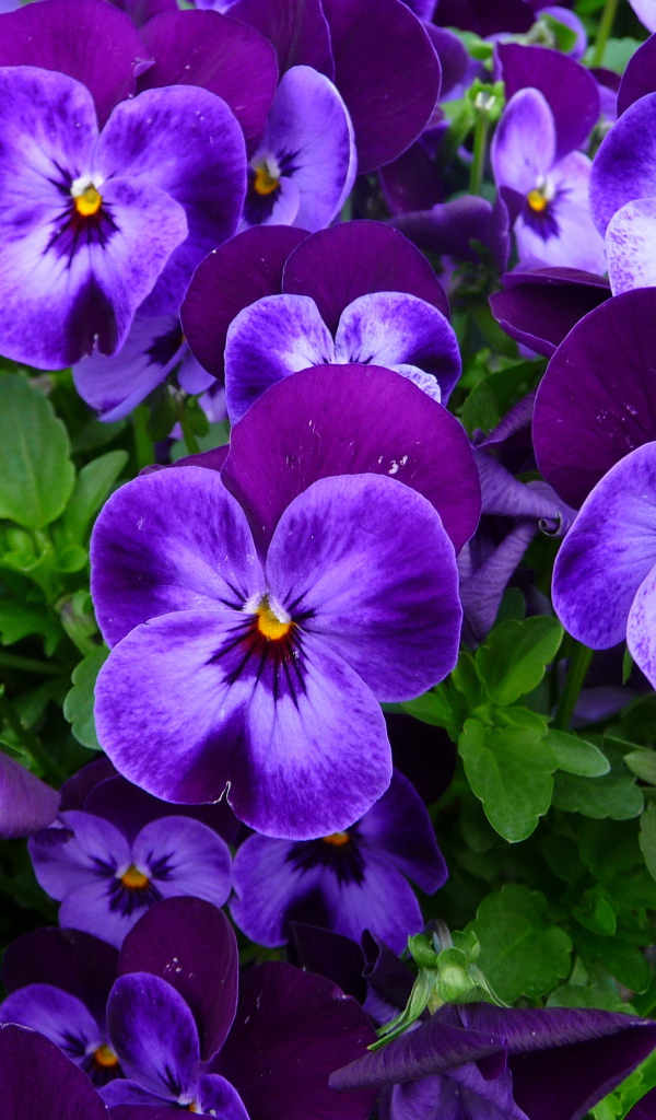 Нежные маленькие фиолетовые цветы анютины глазки