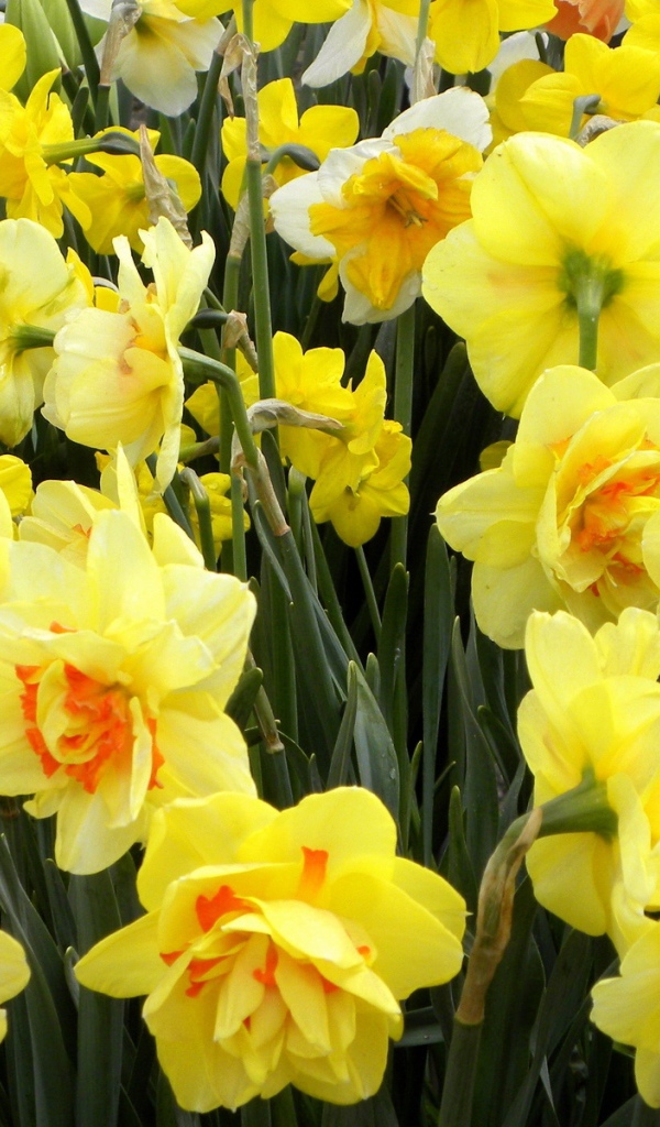 Нежные оранжевые нарциссы на клумбе весной