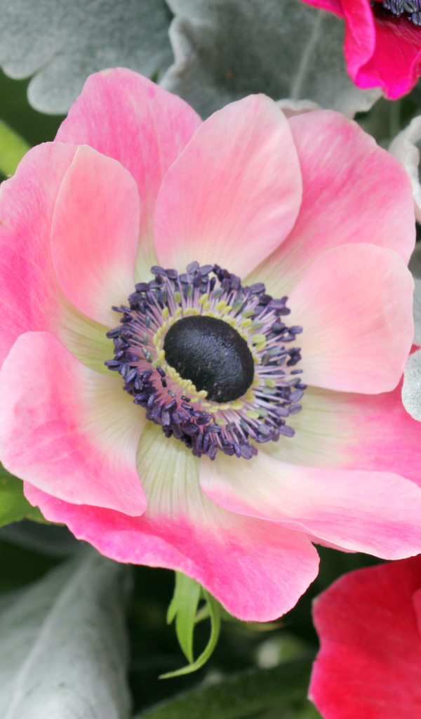 Нежная розовая анемона крупным планом