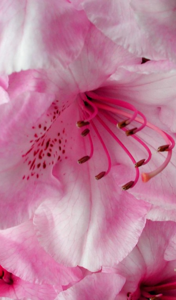 Нежные розовые цветущие цветы 