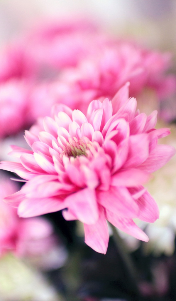 Нежный розовый цветок хризантемы крупным планом