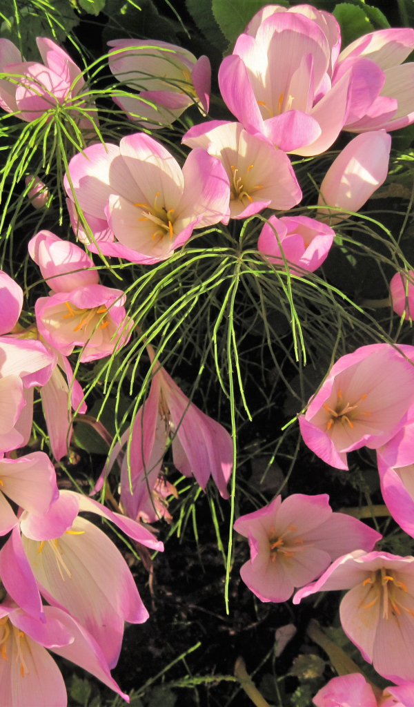 Нежные розовые крокусы крупным планом