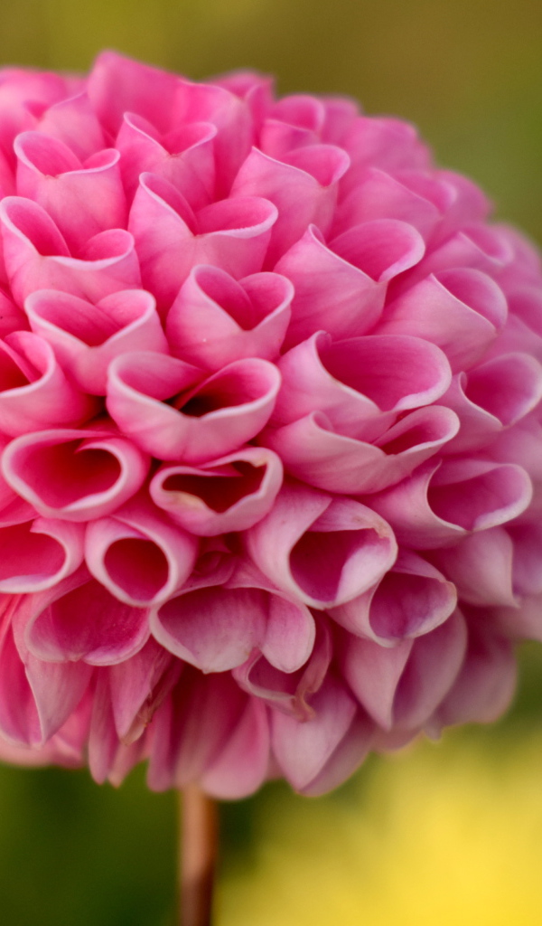 Нежная розовая георгина крупным планом 