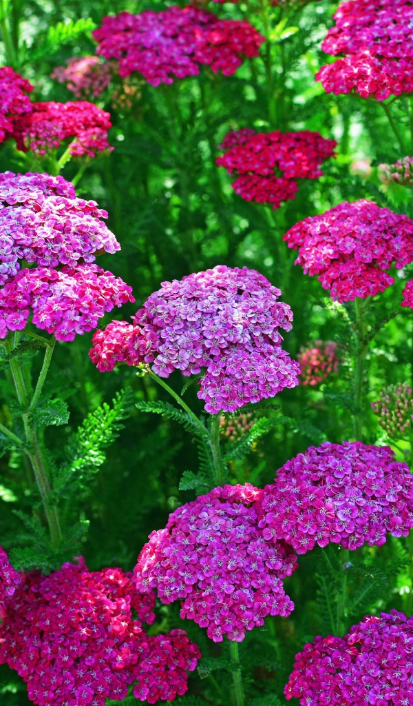 Нежные розовые цветы вербена