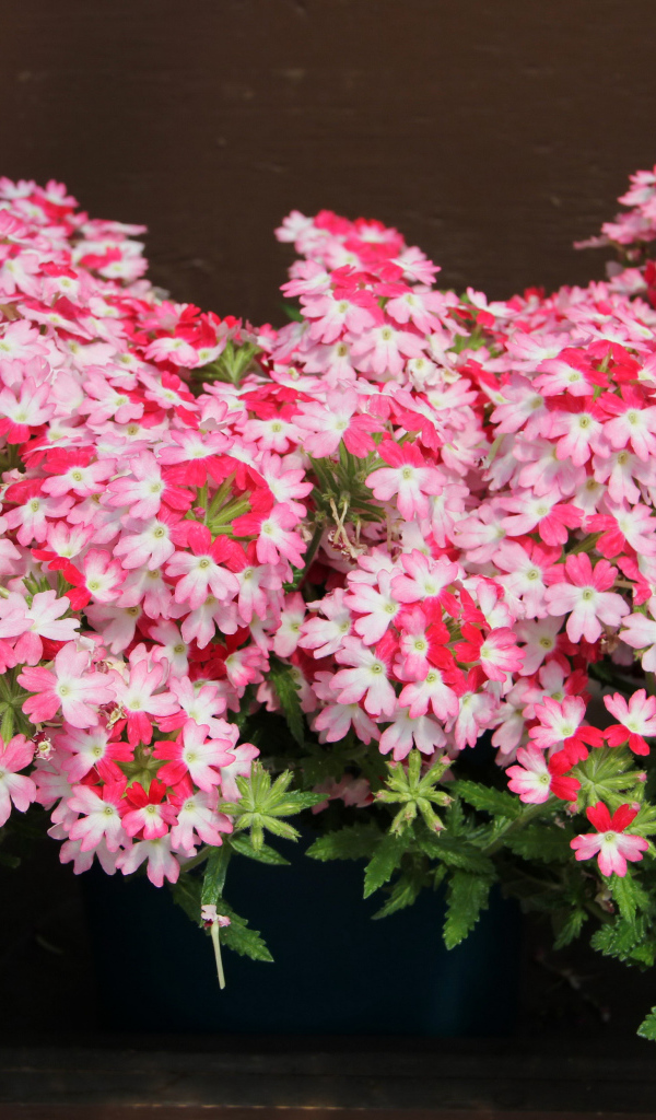 Нежные розовые цветы вербена крупным планом