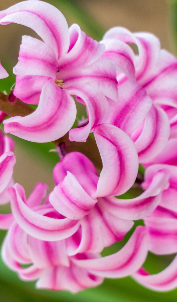 Нежный розовый цветок гиацинт 