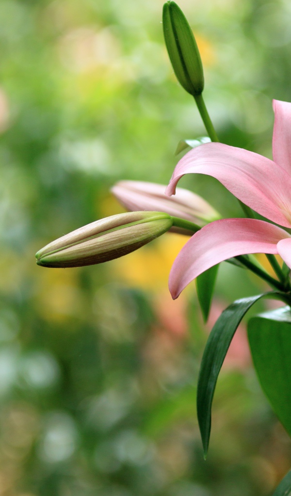 Нежная розовая лилия с бутонами