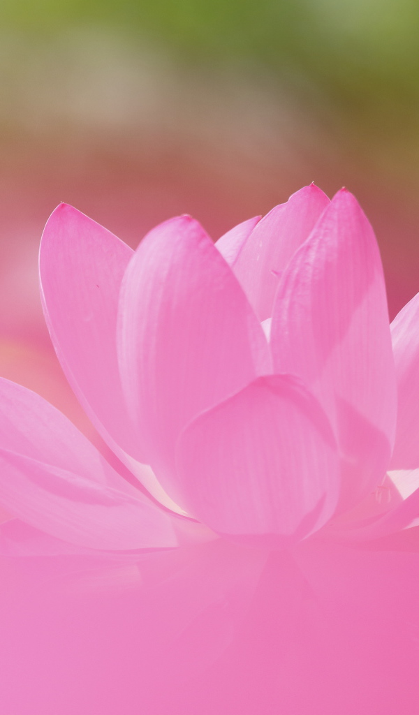 Нежный розовый цветок лотоса крупным планом