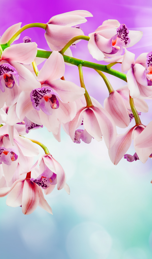 Нежные розовые орхидеи 