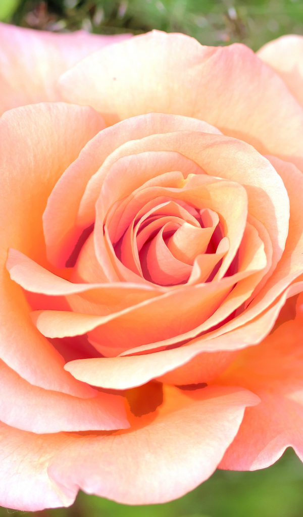 Нежная розовая роза крупным планом 