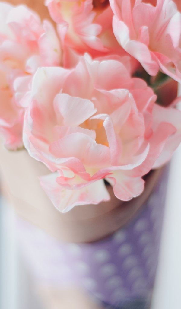 Нежные розовые цветы тюльпаны 