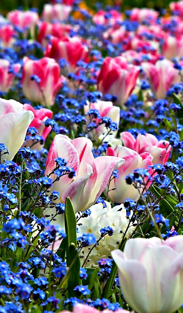 Нежные розовые тюльпаны среди голубых цветов 