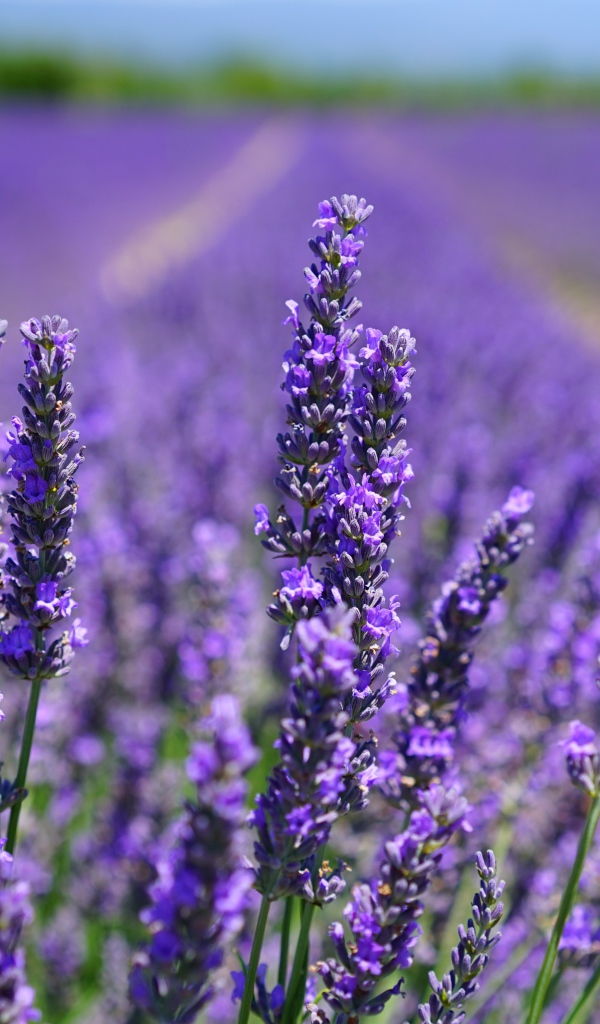 Нежные фиолетовые цветы лаванды в поле