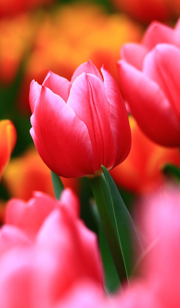 Нежные весенние цветы тюльпаны 