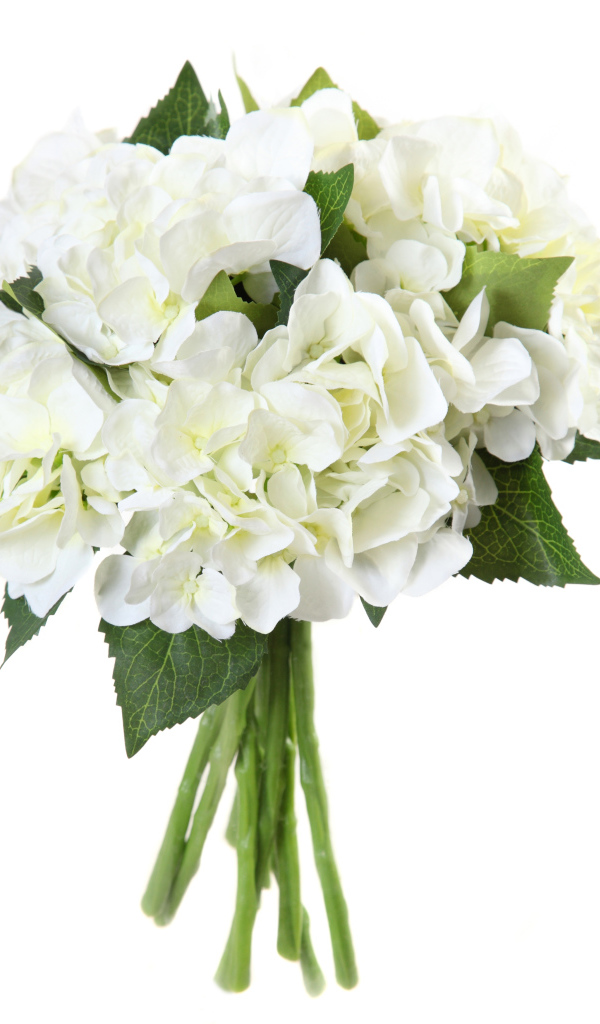 Нежный белый букет гортензий на белом фоне