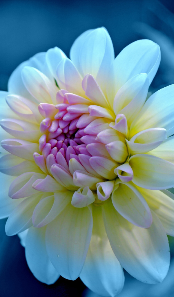 Нежная белая георгина с сиреневой серединкой крупным  планом