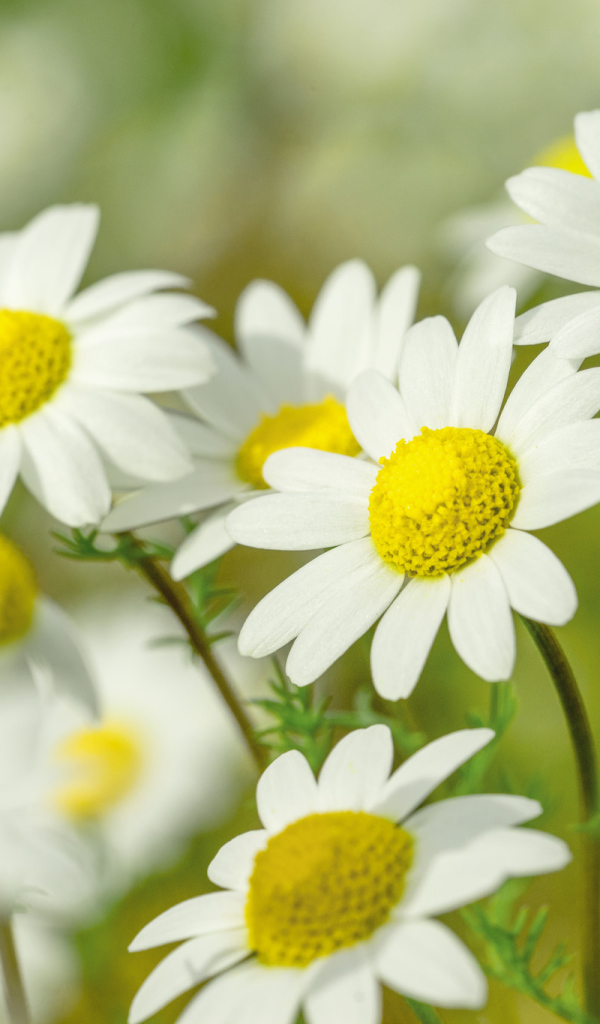 Нежные белые ромашки с желтой серединкой 
