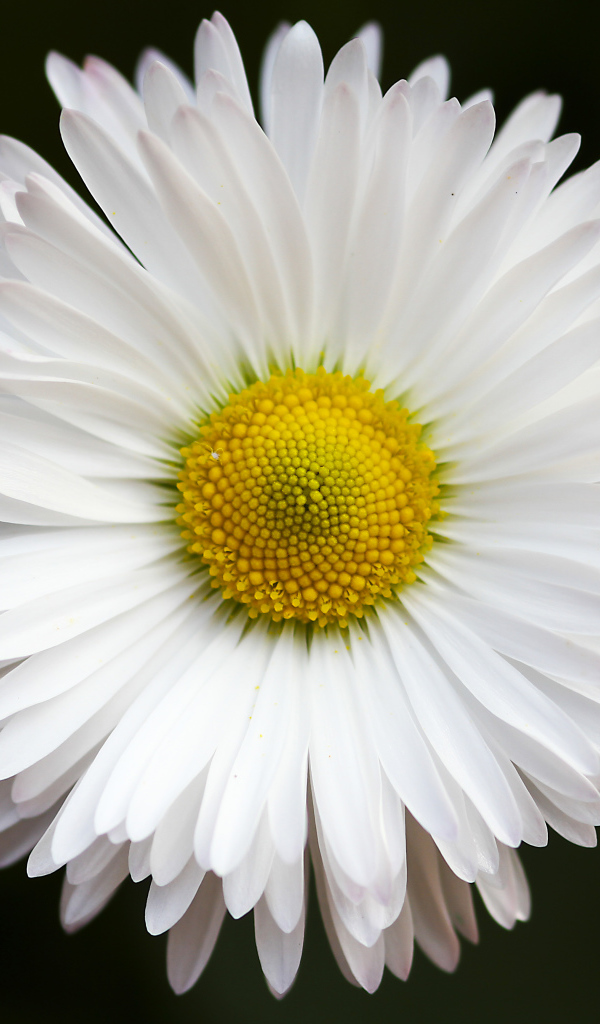 Нежная белая ромашка крупным планом на черном фоне 