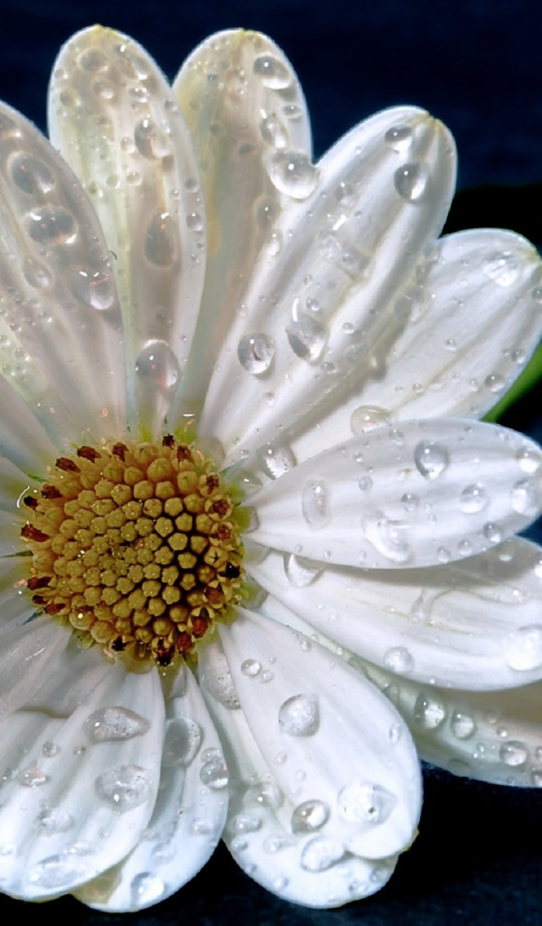 Нежная белая ромашка в капельках росы на синем фоне