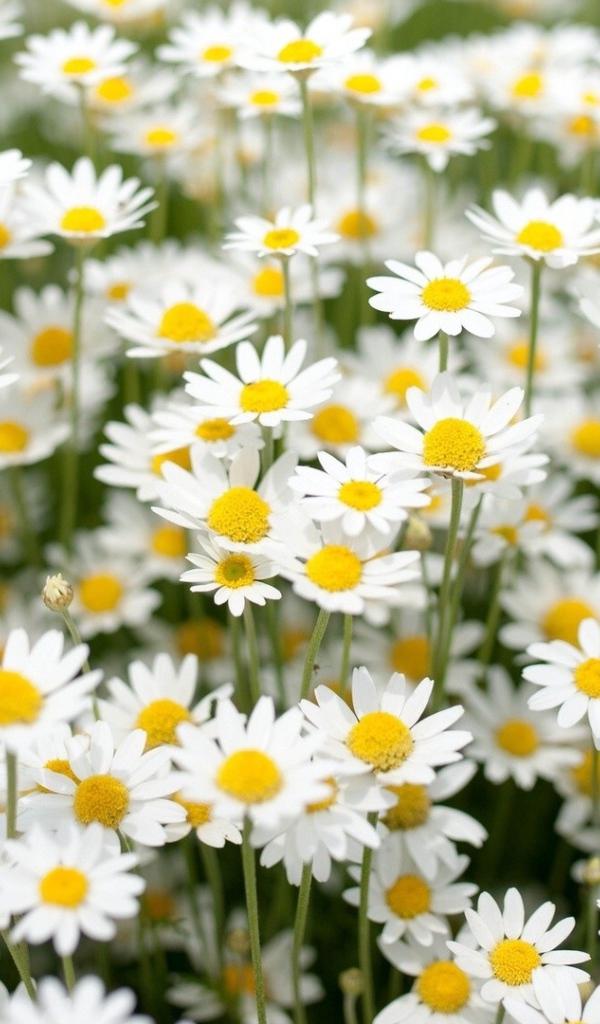 Нежные белые полевые ромашки 
