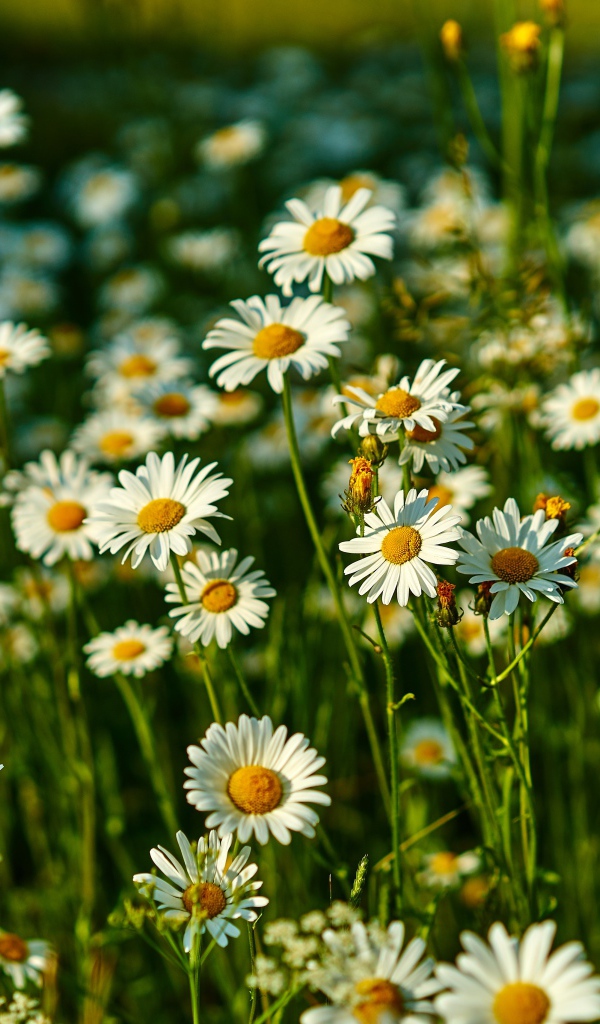 Нежные белые полевые ромашки в лучах солнца