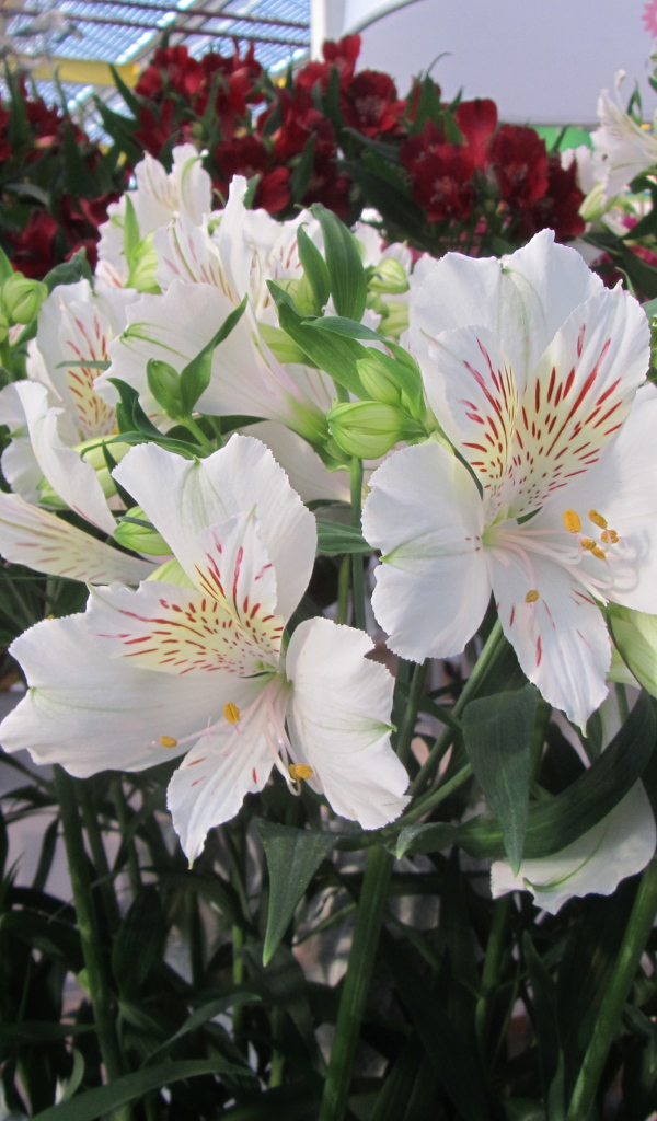 Нежные белые цветы Альстромерия  