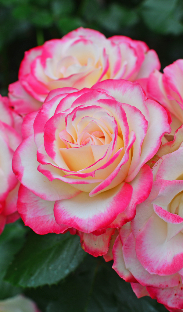 Нежные белые садовые розы с розовыми краями