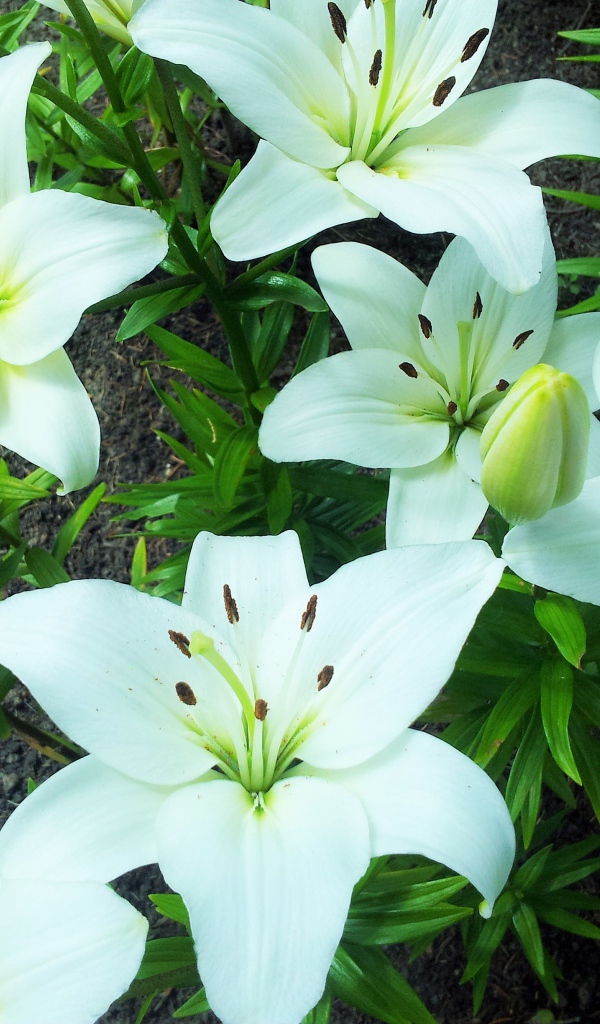 Нежные белые лилии на клумбе крупным планом