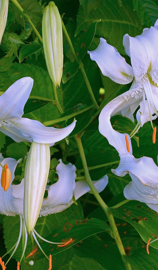 Нежные белые цветы лилии крупным планом