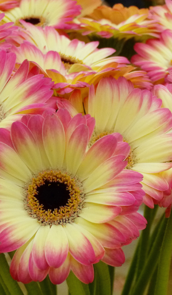 Нежные желтые герберы с розовыми лепестками