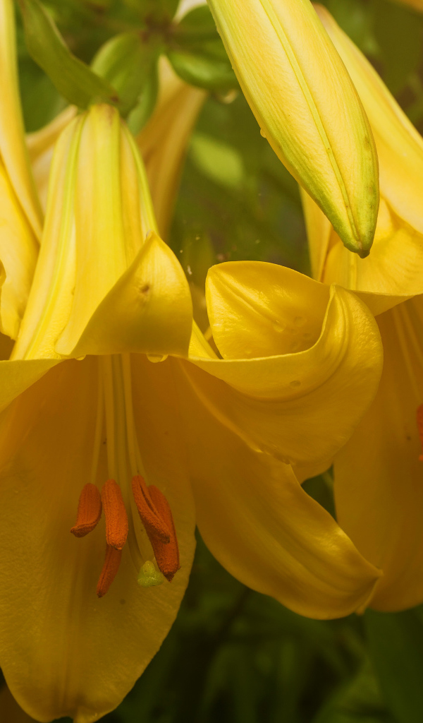 Нежные желтые лилии крупным планом