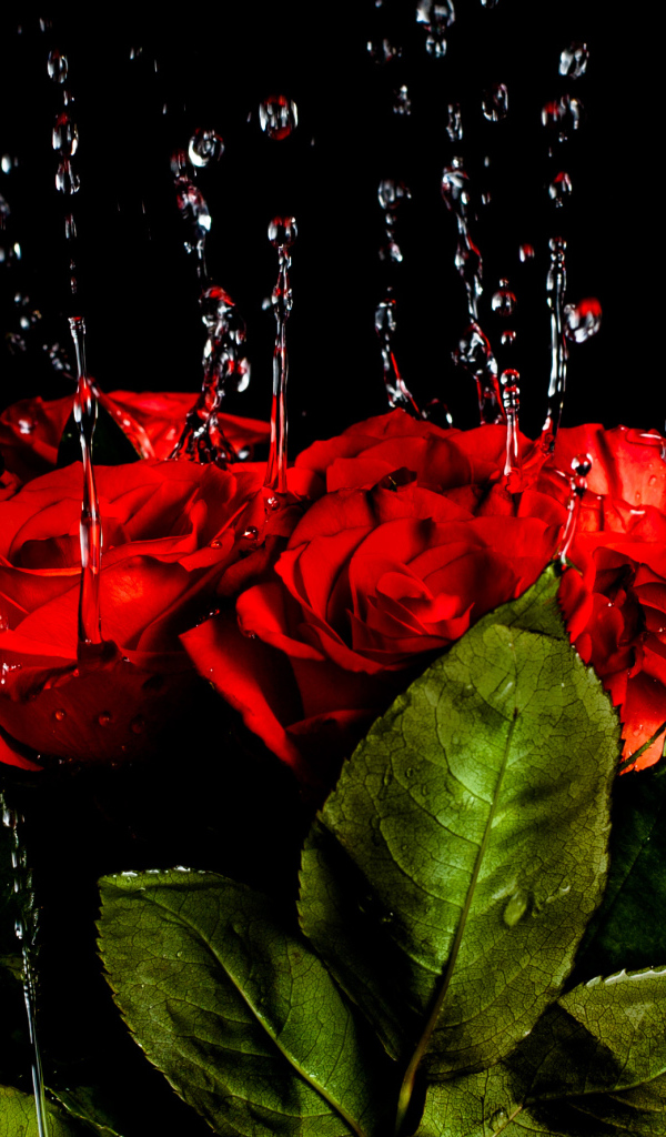 Капли воды стекают на красные розы на черном фоне