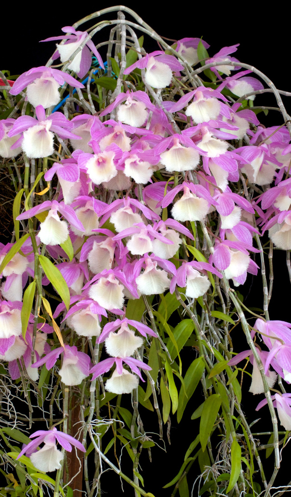 Экзотические розово-белые орхидеи на черном фоне