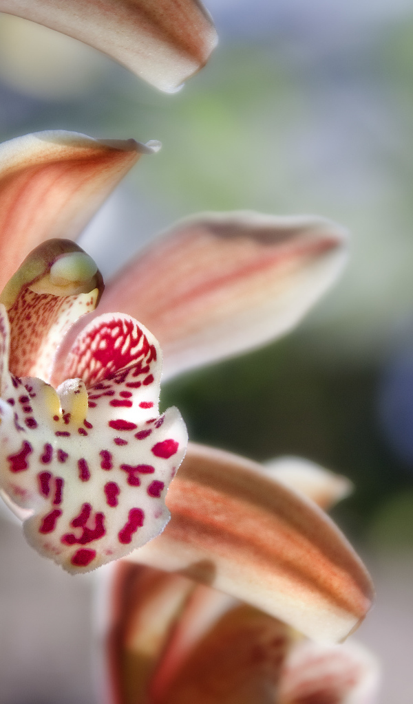 Экзотическая розовая орхидея крупным планом