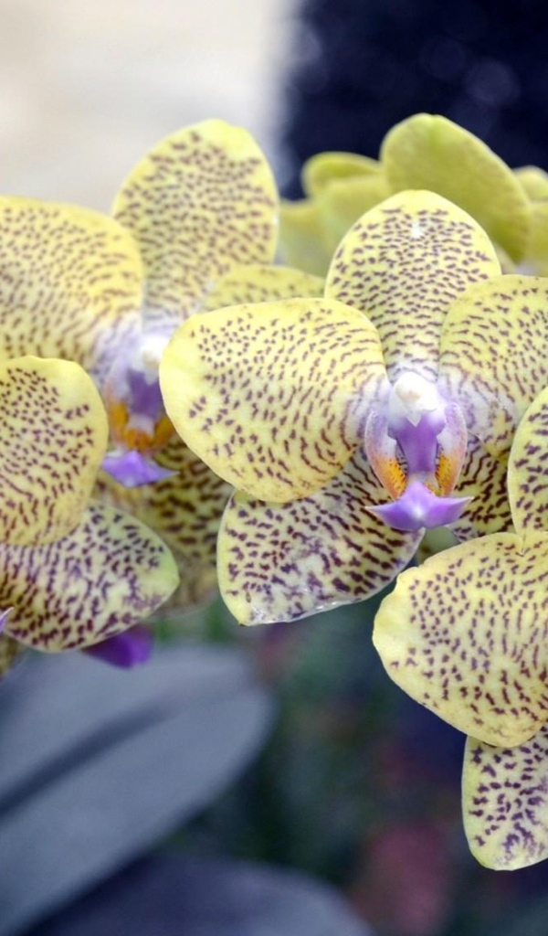 Экзотическая пятнистая ветка орхидеи