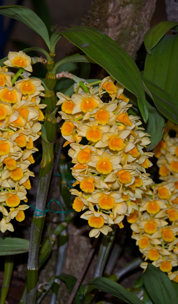 Экзотические желтые цветы орхидеи