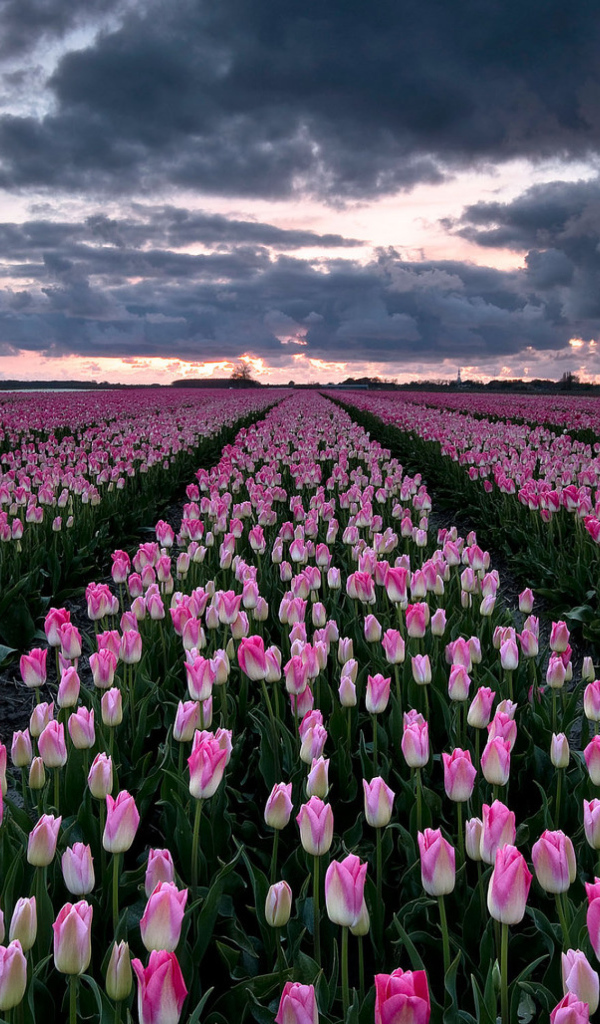 Поле красивых розовых тюльпанов 