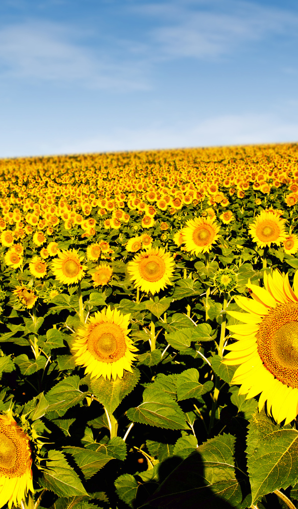 Поле красивых желтых подсолнухов под голубым небом