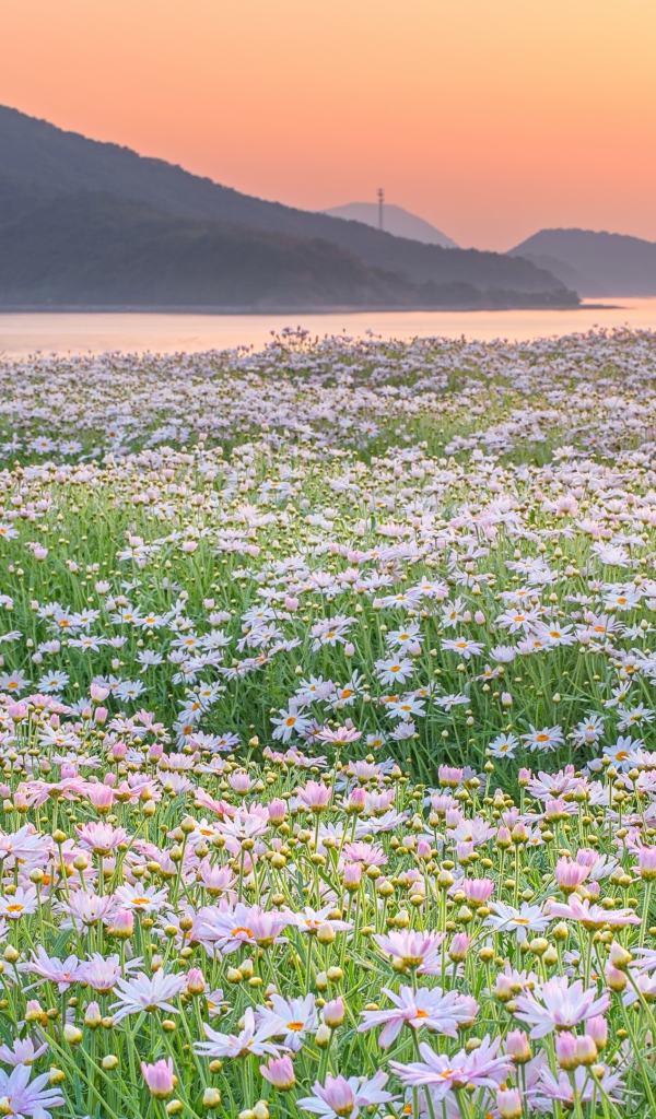 Поле ромашек на фоне гор 