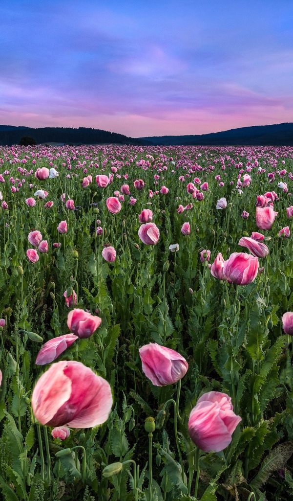 Поле розовых маков под красивым летним небом